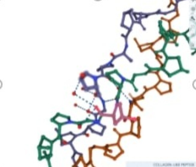 Collagen peptide in bone