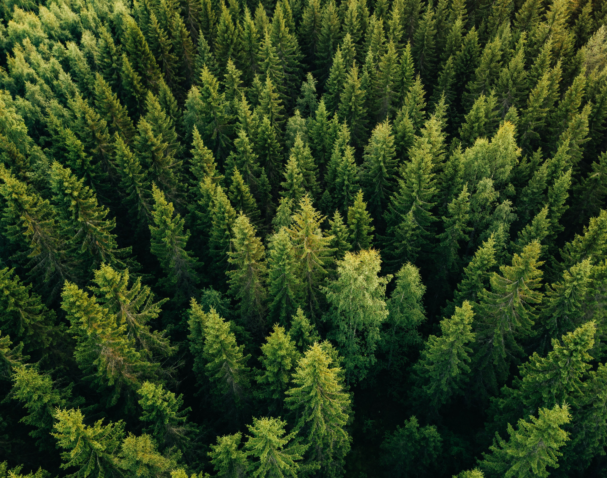 trees from above