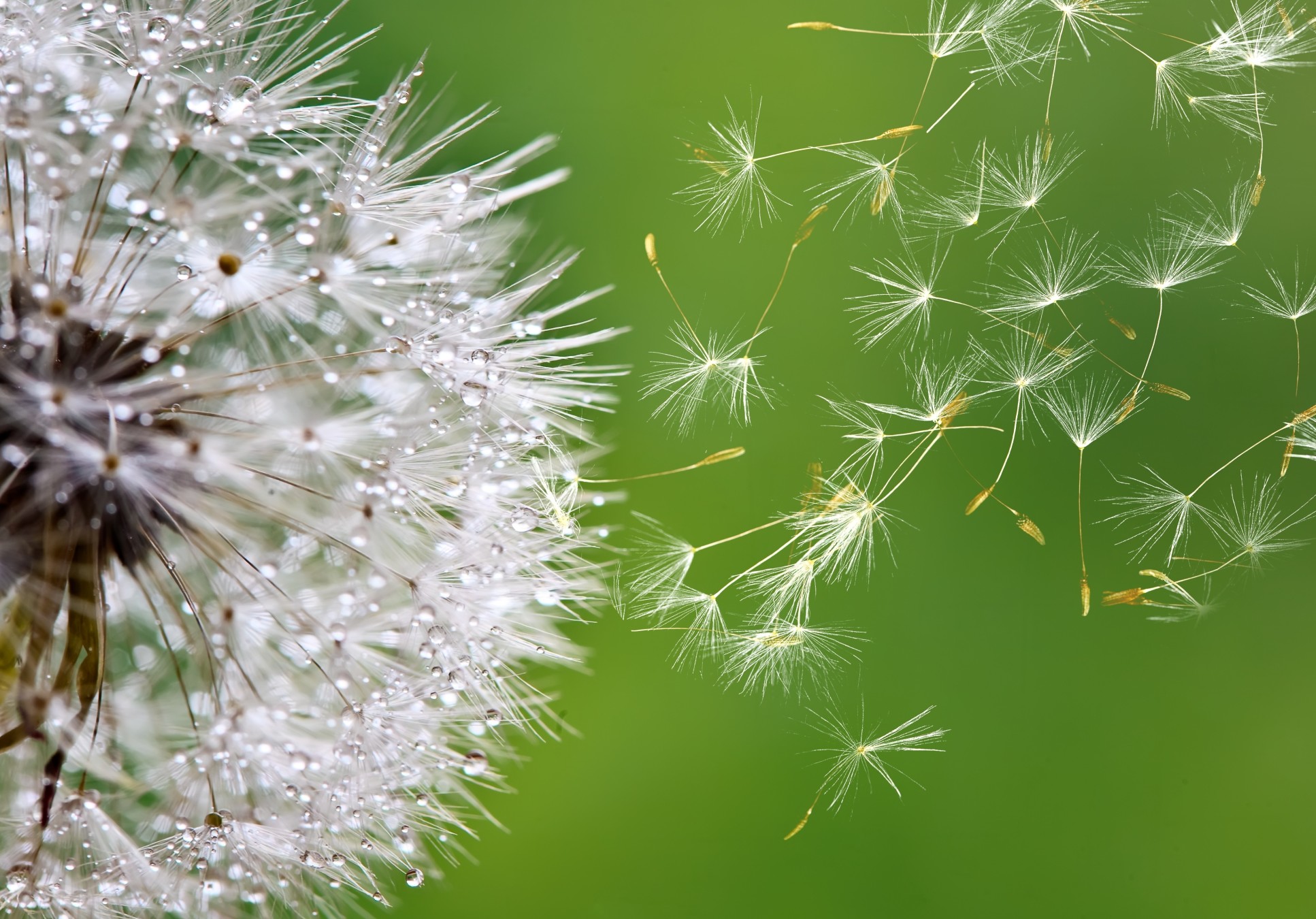 Up close image of a dandelion losing its seeds to the wind, carried by their fluffy parachutes