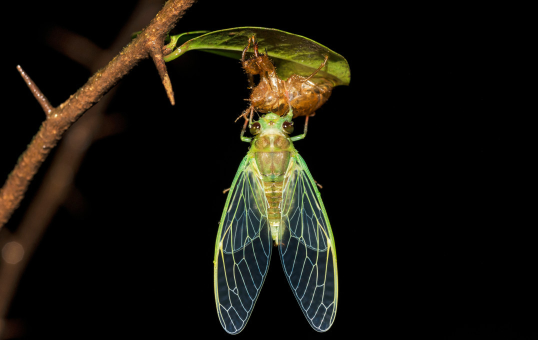 Photo of a cicada eating some prey