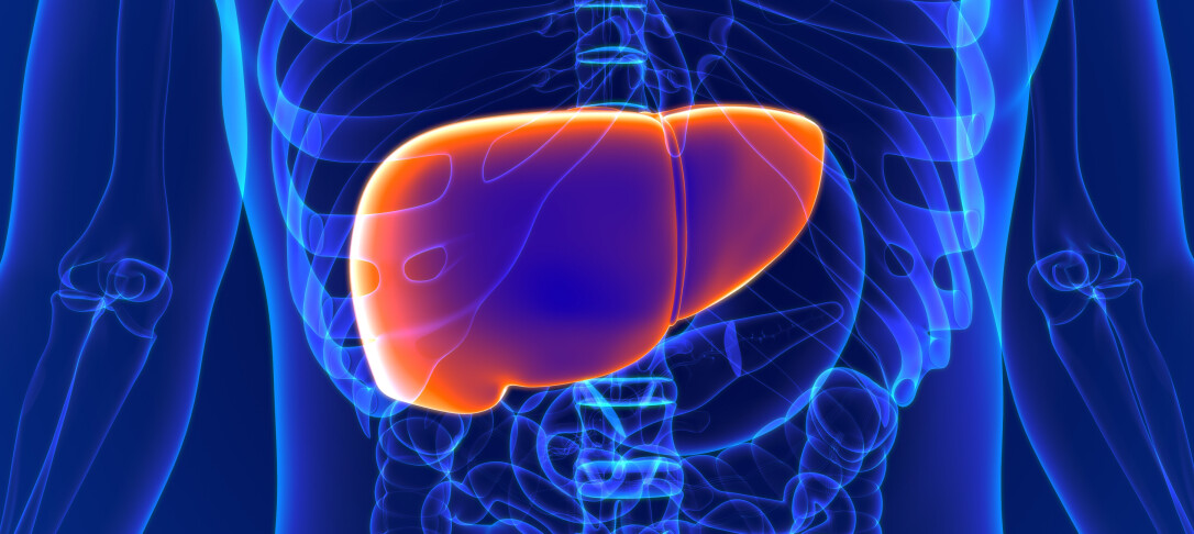 Liver illustration
