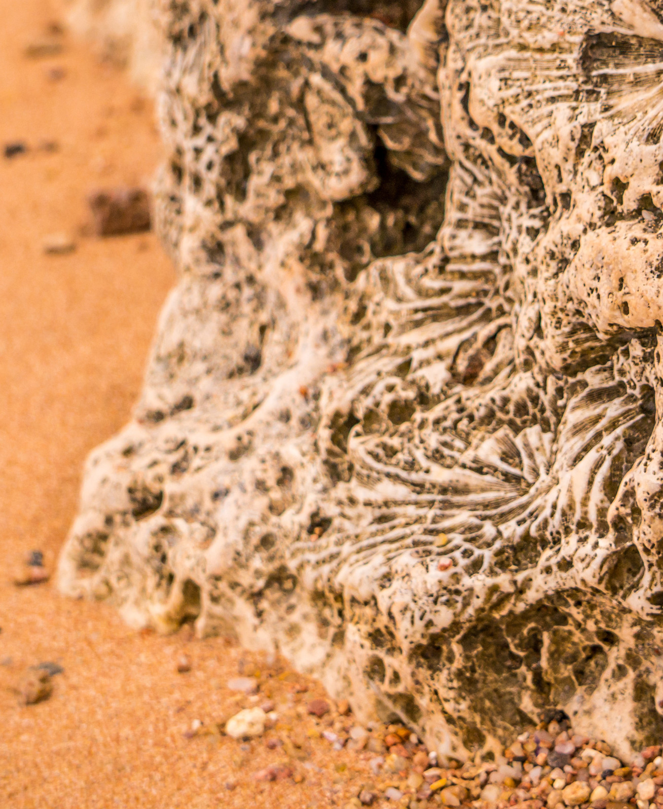 Q&A: What ancient coral reefs can tell us about our changing