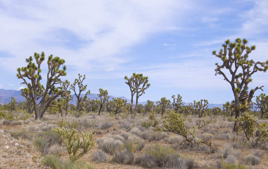A patch of dry desert