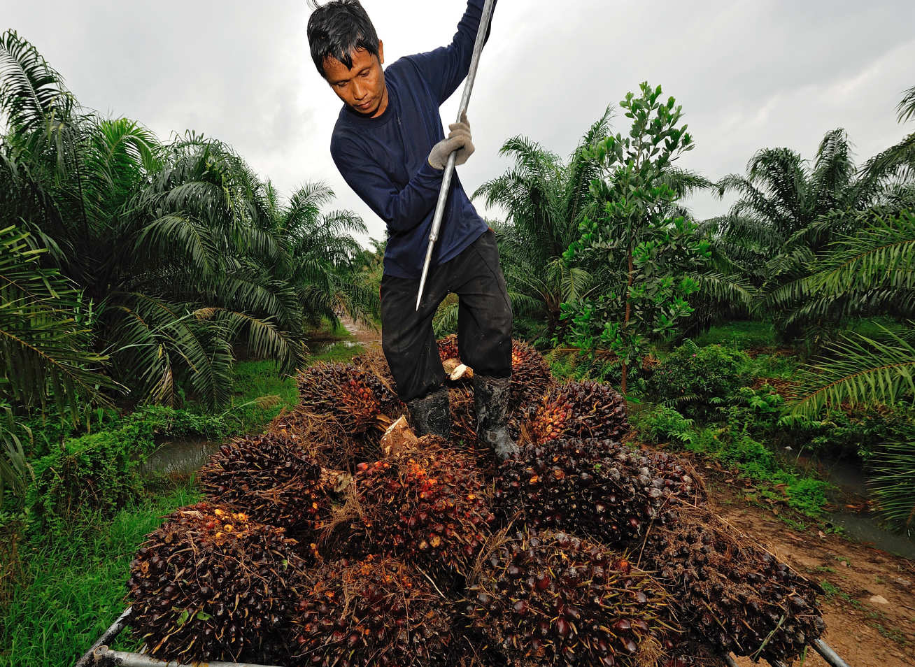 A man working with palm oil fruit in Thailand
