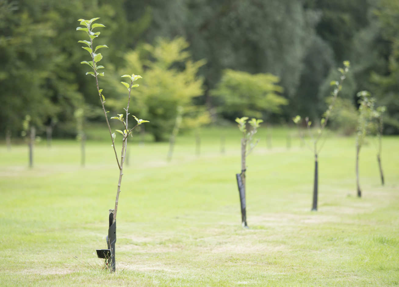 Newly planted trees in a row