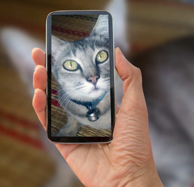 Photo of someone taking a photo of a cat on a smartphone