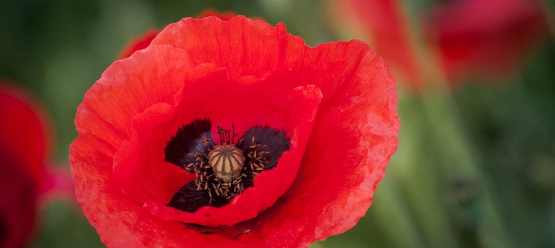 Red Poppy for Remembrance