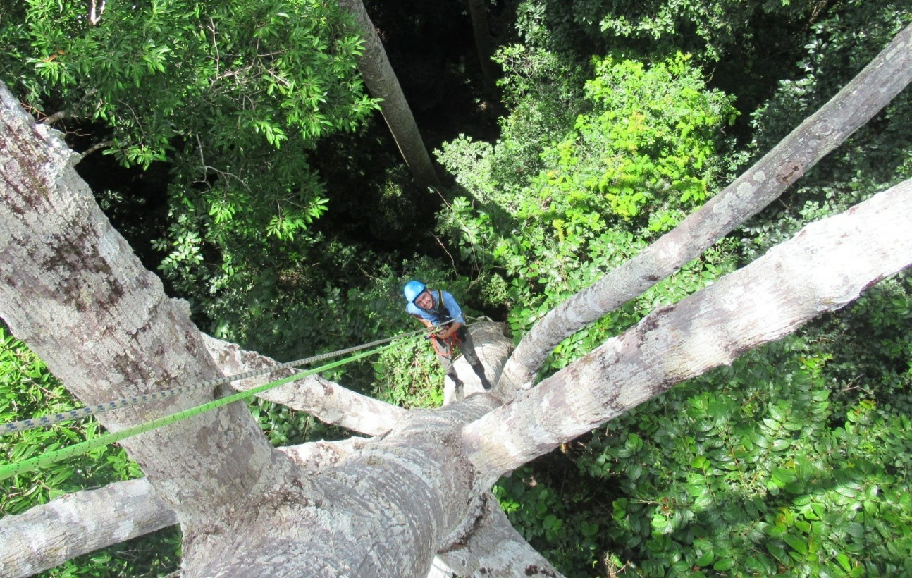 A scientist in a rainforest, climbing a tree