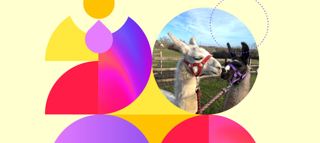 cream background with bright geometric shapes and a photo of alpacas