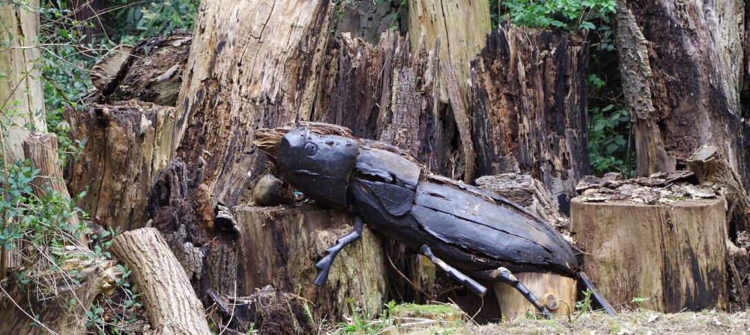 Stag Beetle on logs