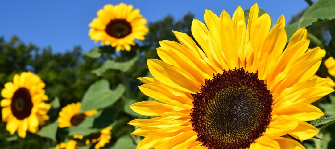 Picture of sunflowers