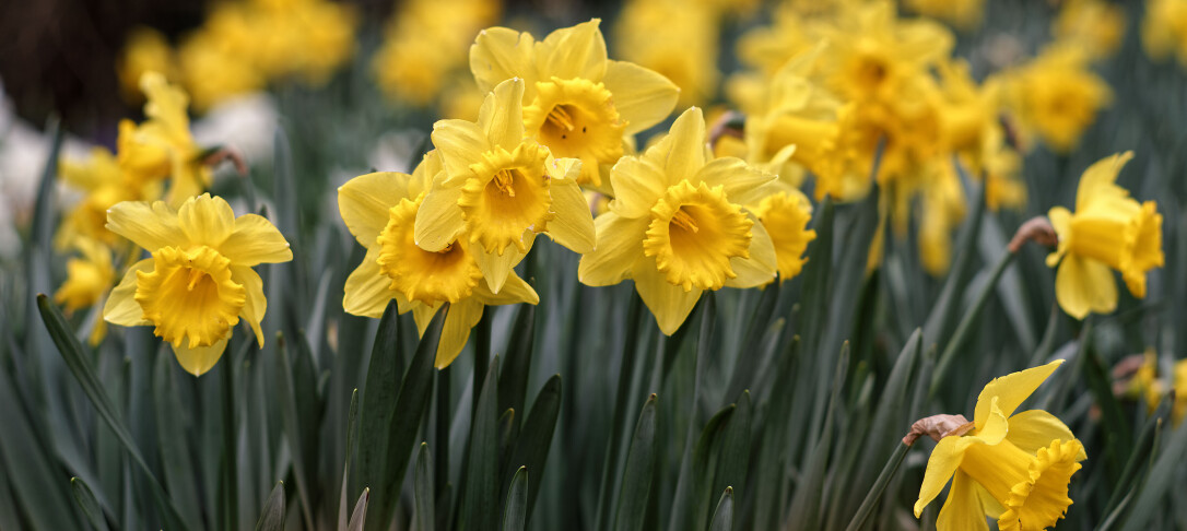 Daffodils