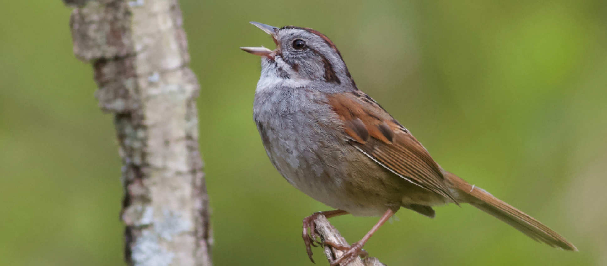 Singing sparrow