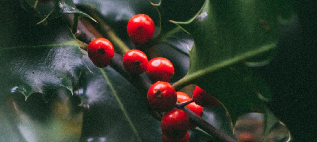 Christmas holly