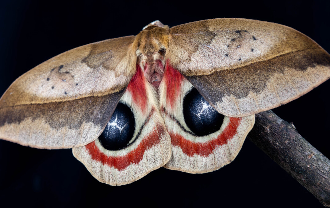 A moth with red streaks on its wings