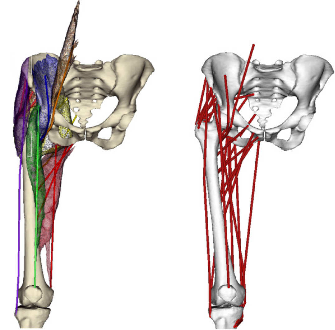 Example of musculoskeletal model built from segmented geometries of bones and muscles