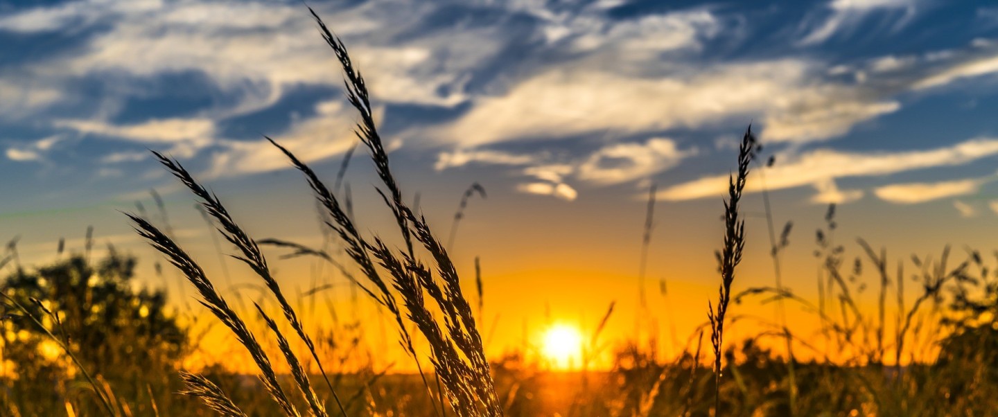 FIeld of wheat shown against clear blue skies and sunrise