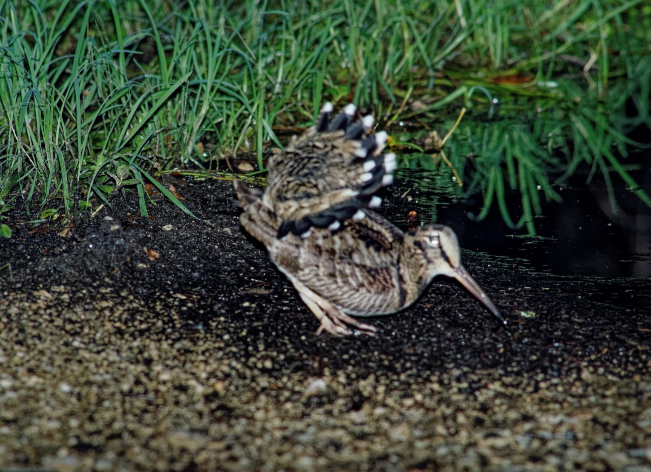 A small brown bird on the ground in the dark, lifting its tail to show bright white feather tips