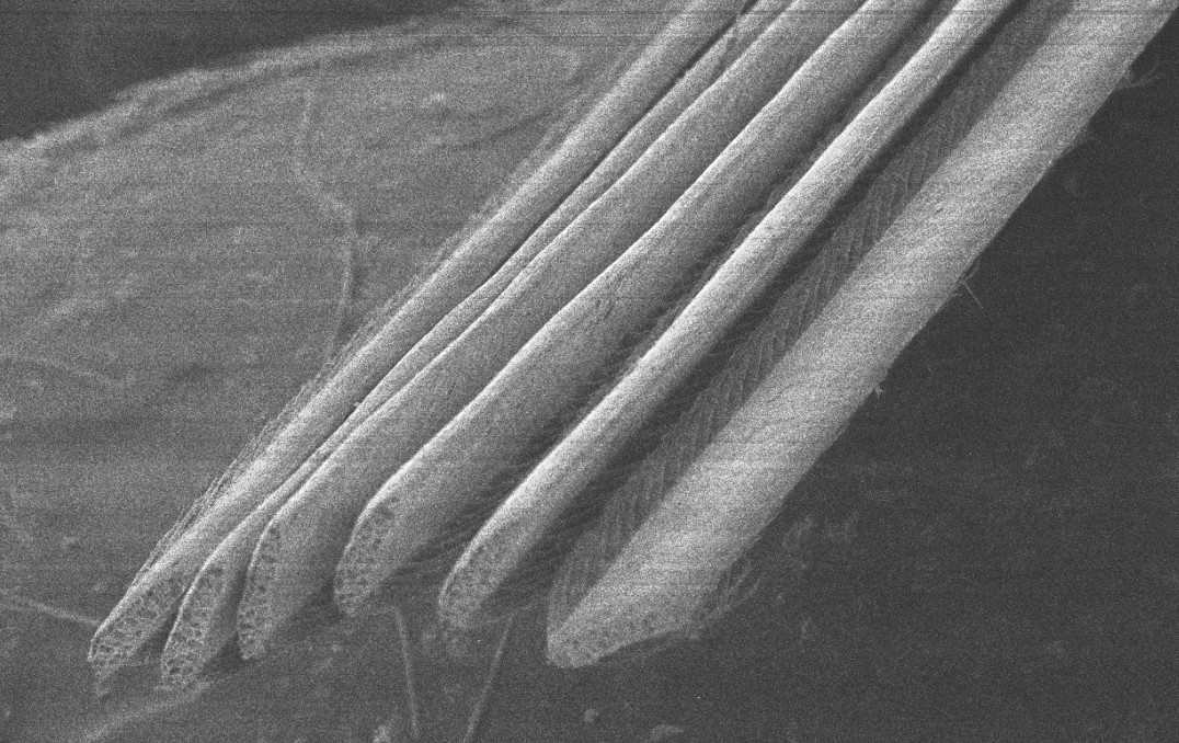 Extreme microscopy close-up of the feathers, showing them flattened and laying over each other