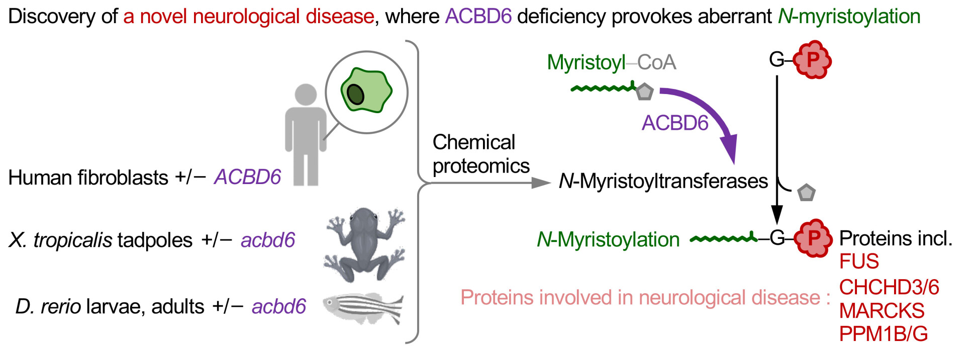Graphical abstract of the Imperial and Crick team's work, showing how data from human, tadpole and zebrafish samples were used to conduct chemical proteomics