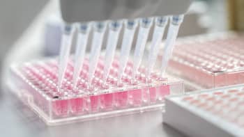 Pipettes being used in a microplate.