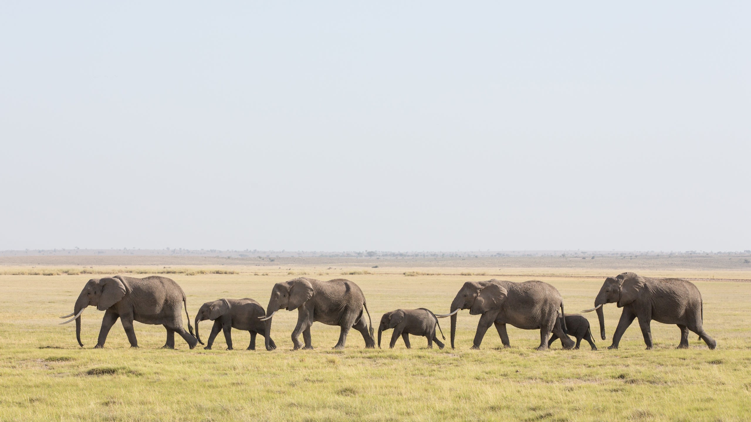 A herd of elephants travelling in a line across an open field.