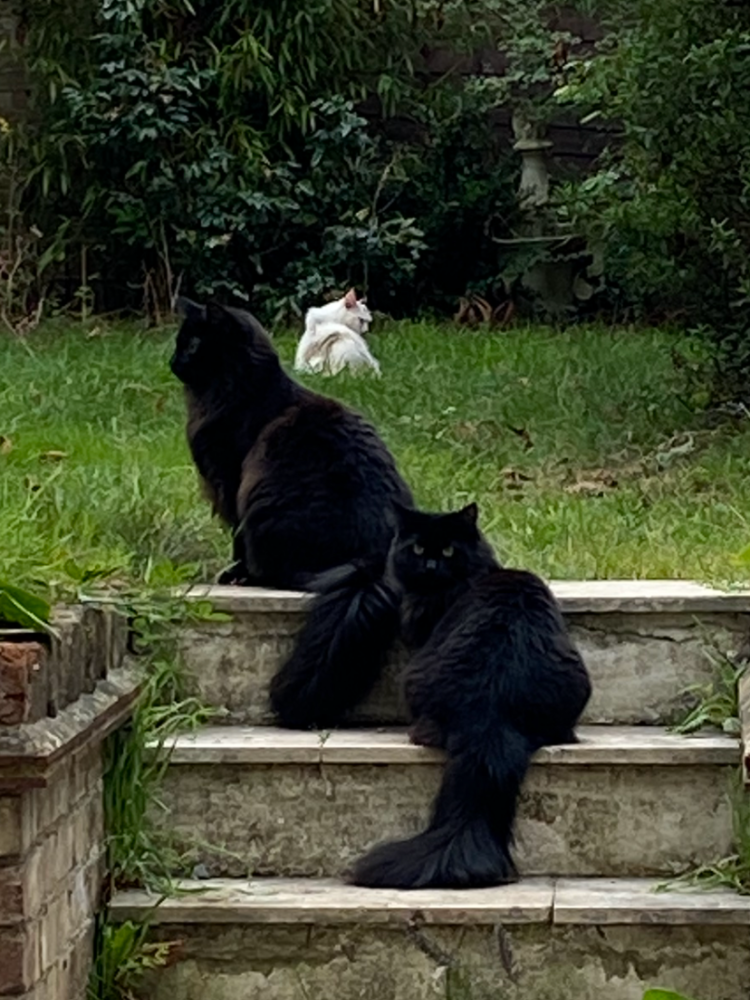 Three cats sitting in the garden, two black in the foreground and one white sitting in the grass