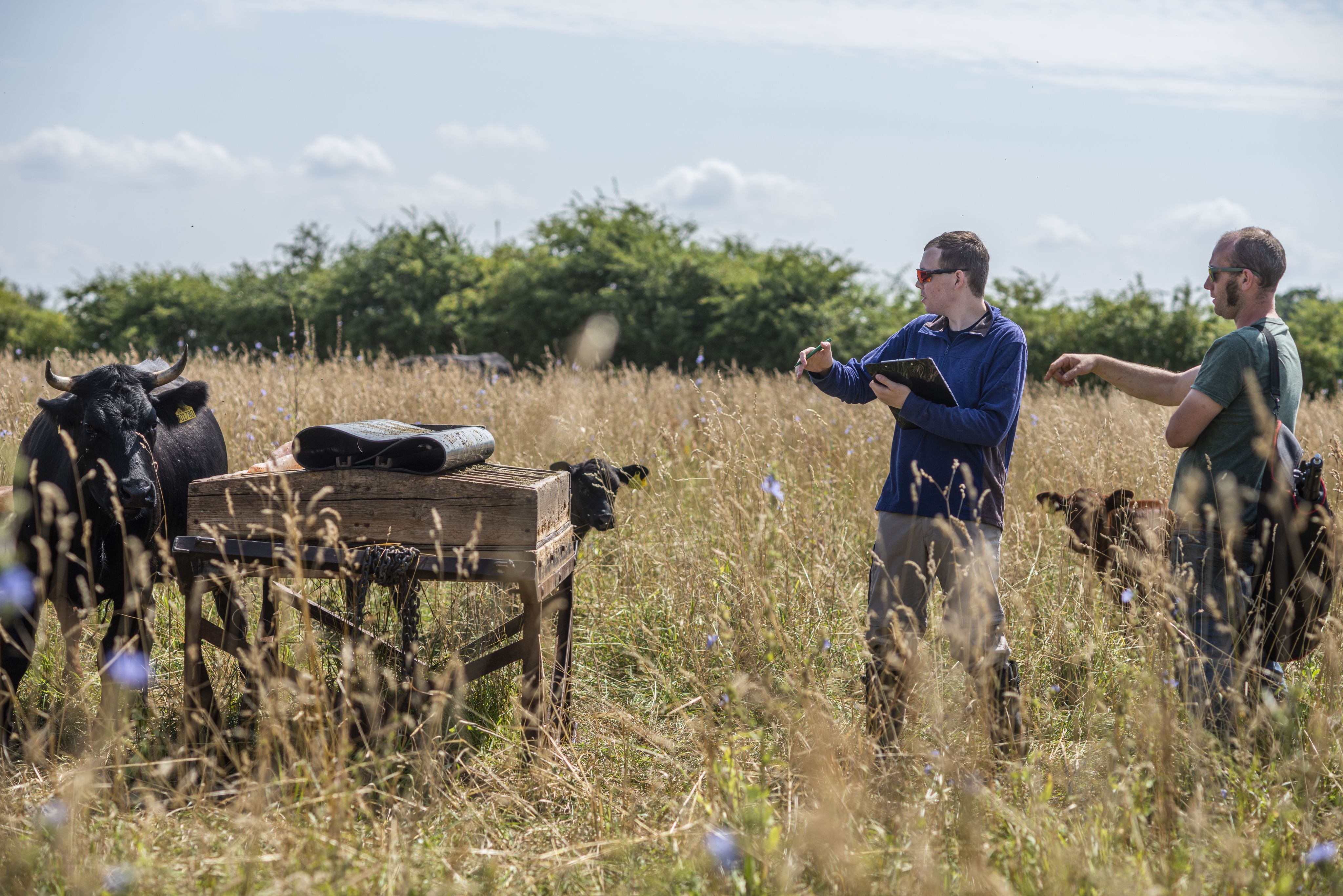 PhD Student Henry Grub working with a farmer as part of his research into bovine tuberculosis