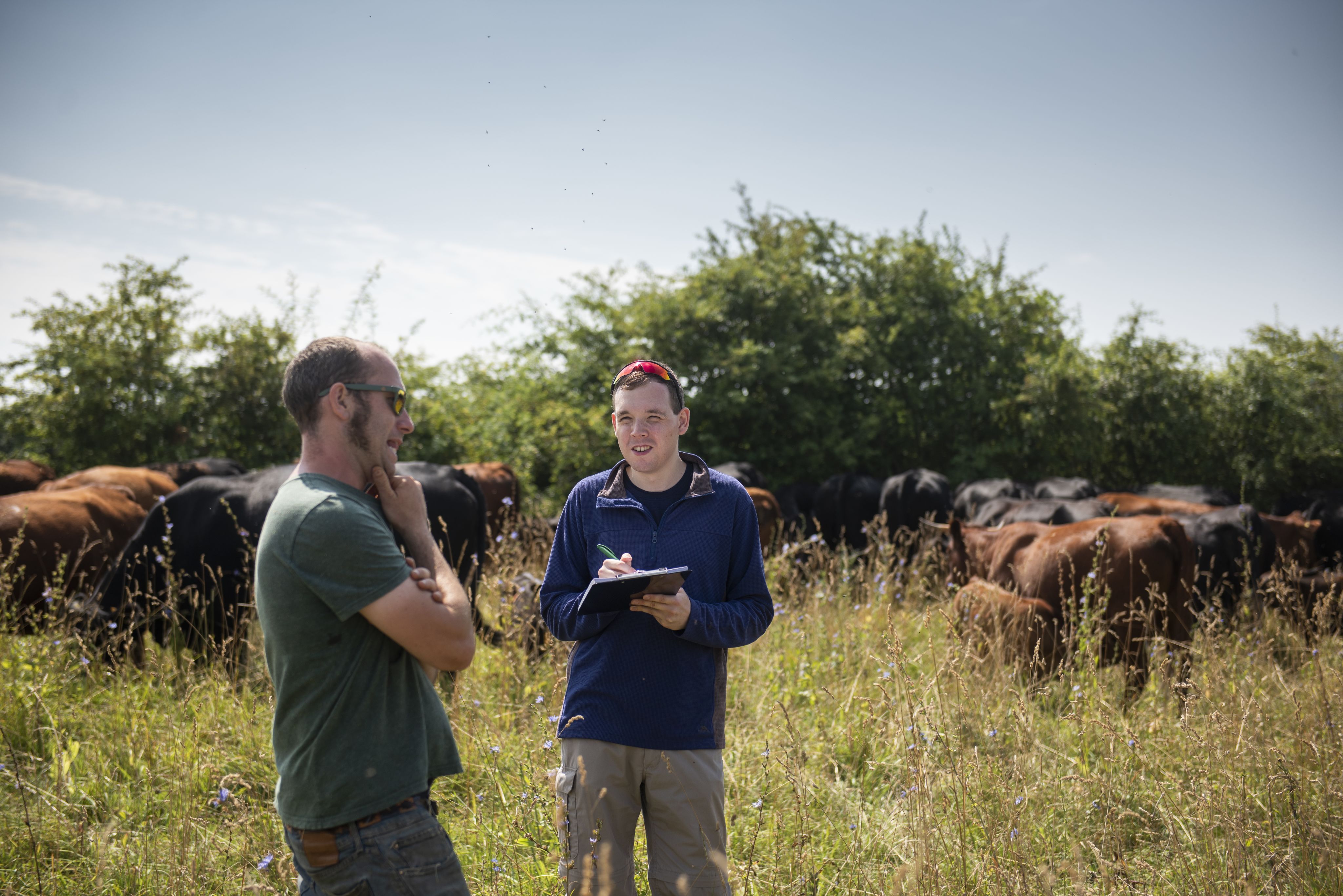 PhD Student Henry Grub on a farm as part of his research into bovine tuberculosis