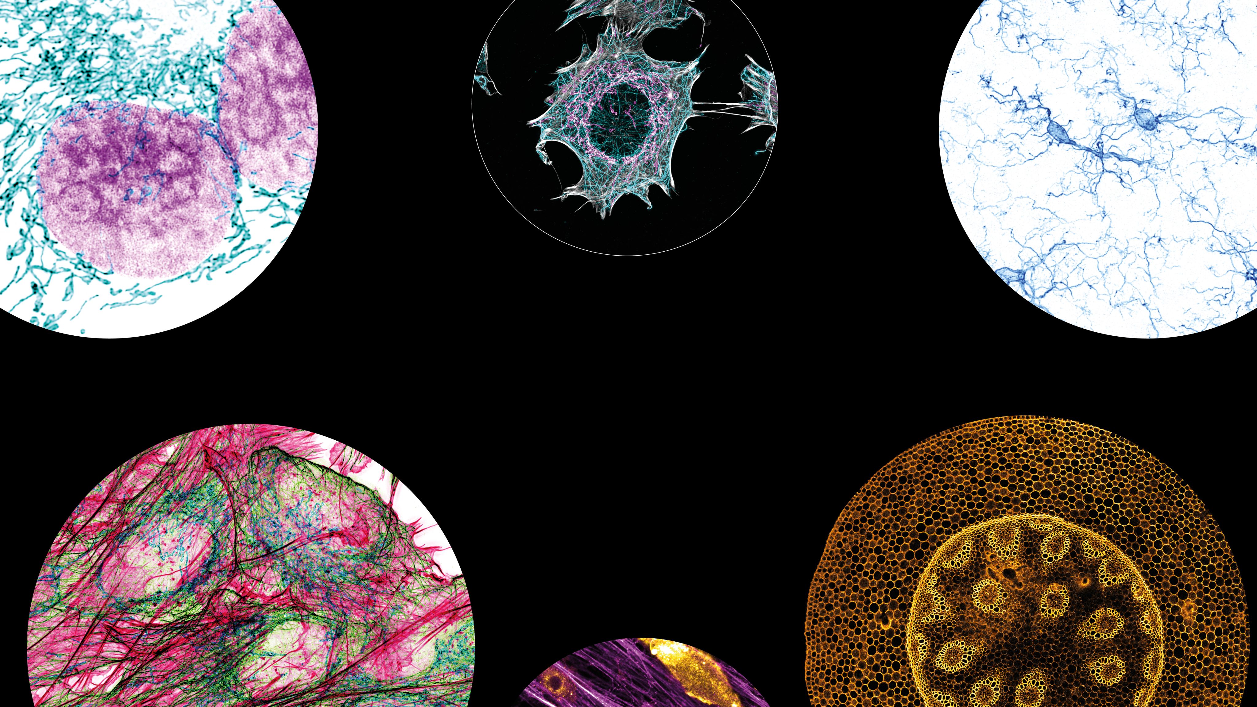 Six circular microscopic samples floating on a black background. they are comprised of vibrant colours and shapes. 
