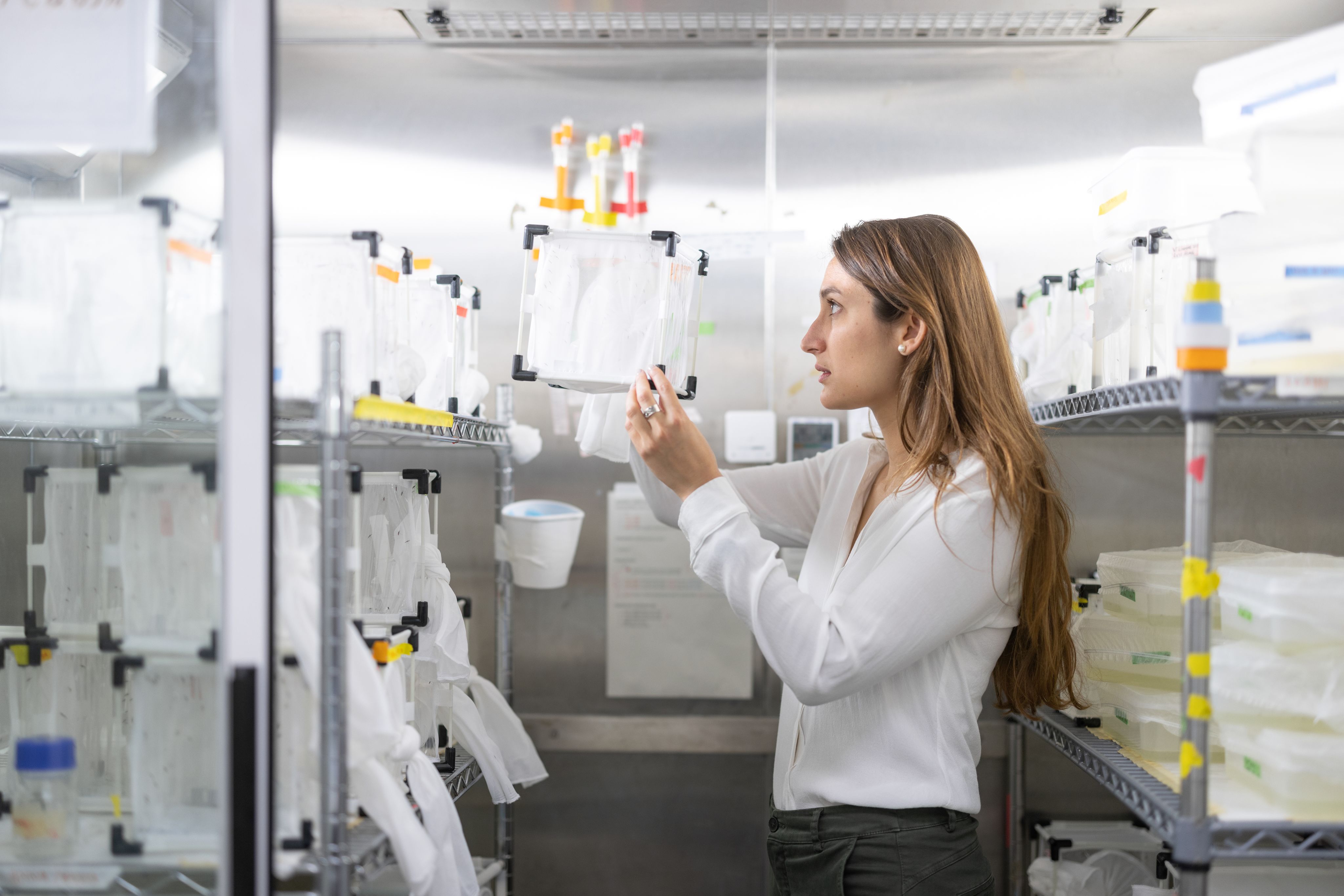 A woman in a lab looking at a netted cube containing mosquitos