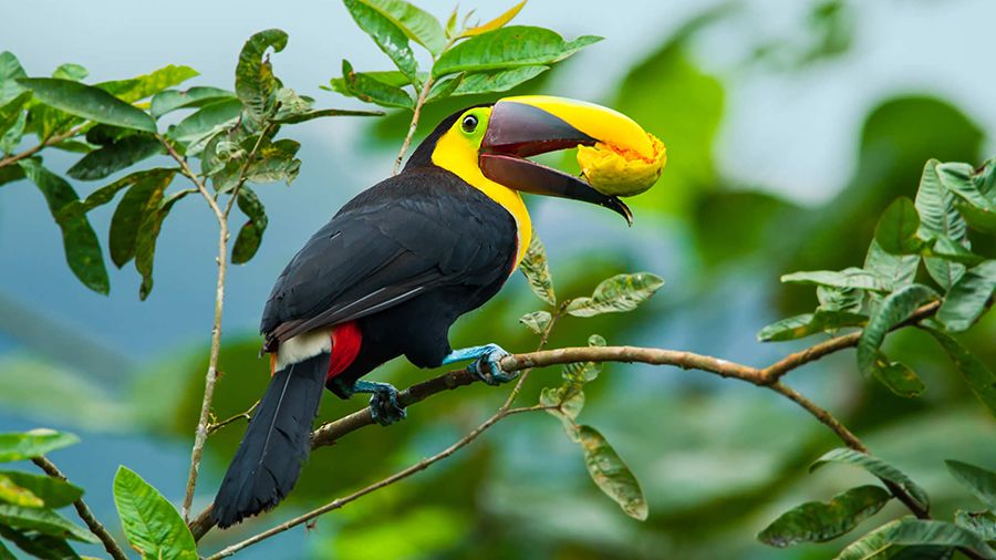 Chestnut-mandibled toucan. Credit: Paul S. Wolf/Shutterstock