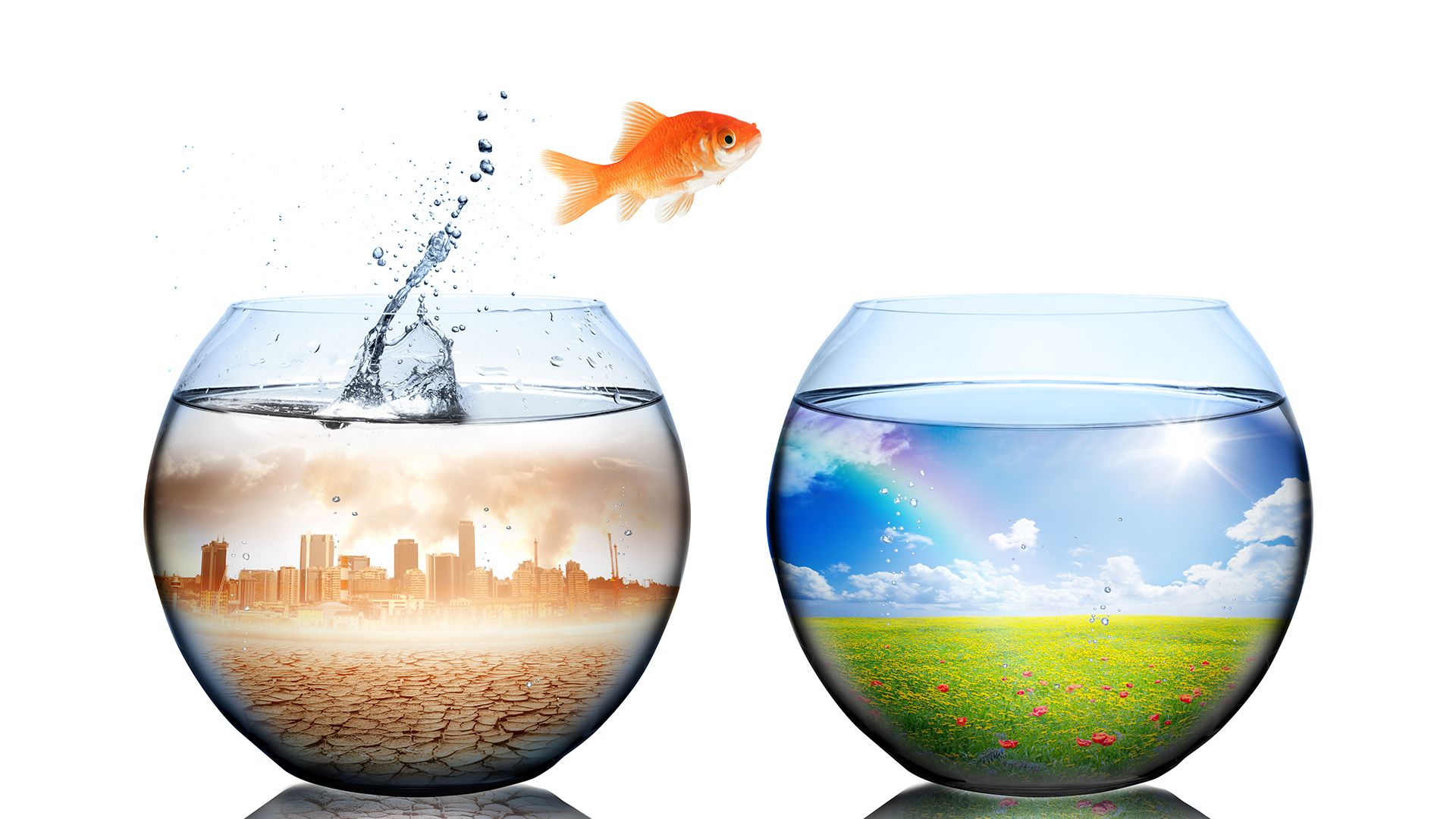 A goldfish jumps from pollution city-in-a-bowl to a green landscape-in-a-bowl