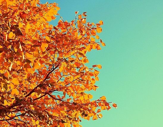 Autumn colour photo