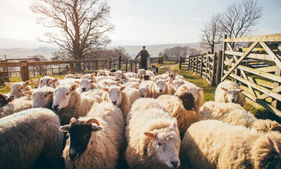 sheep and shepherd