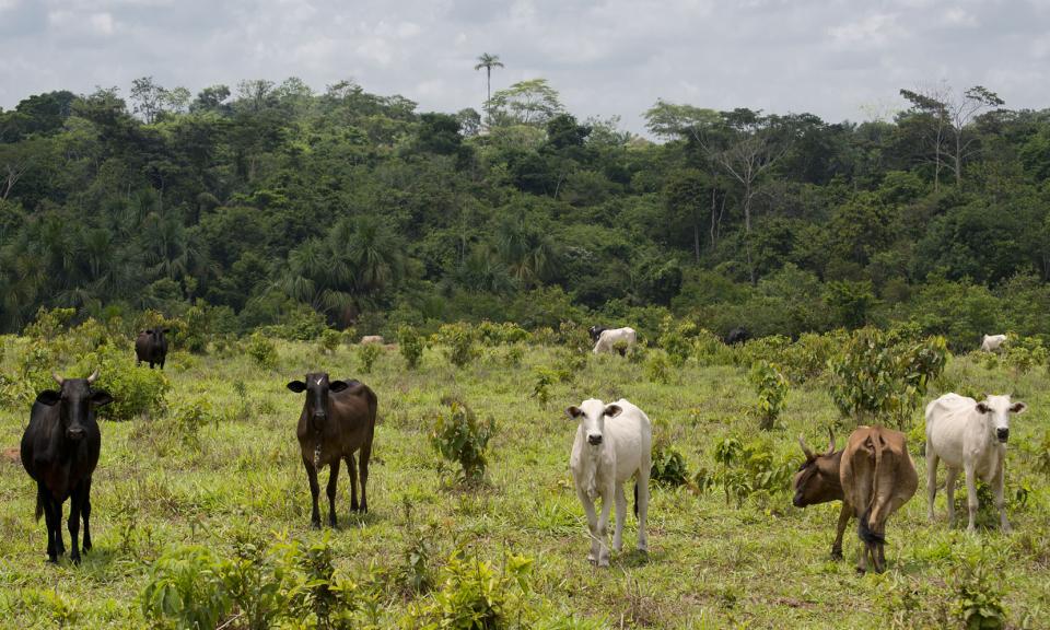 Cows grazing on deforested land