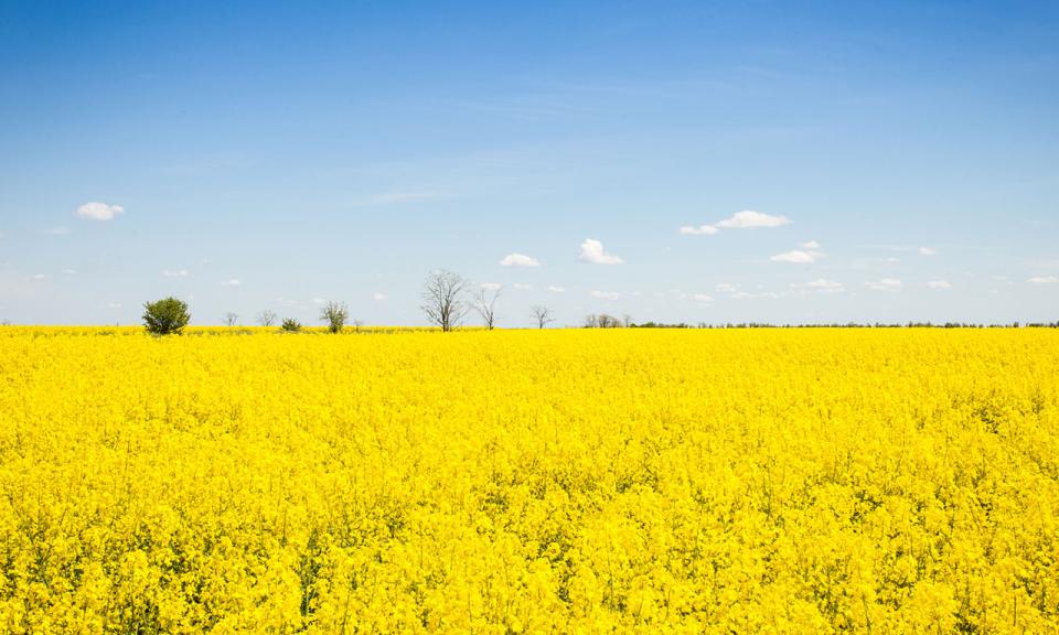 A field of yellow beneath a blue sky
