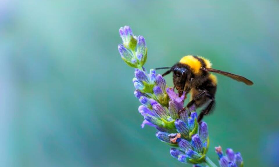 Bee collecting pollen from lavendar plant