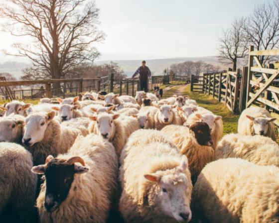 sheep and shepherd