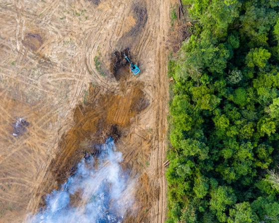 Deforestation in the Amazon rainforest