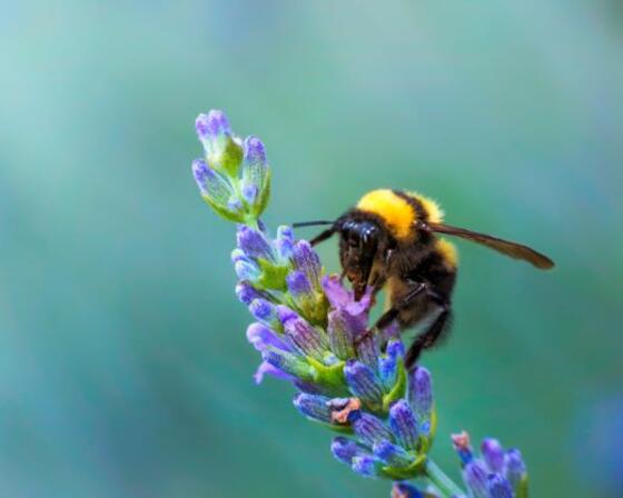 Bee collecting pollen from lavendar plant