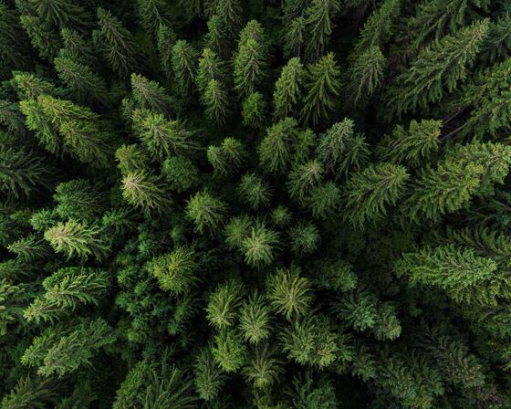A birds eye view of a pine forest, showing dense green trees in abundance