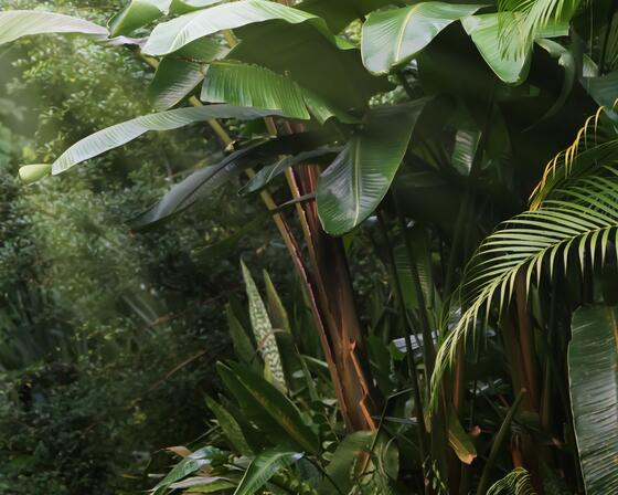 A close up of green leaves from palm trees in a rainforest. A stream of light hits them to illuminate the top leaves