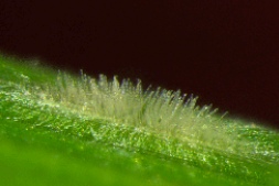 Barley powdery mildew