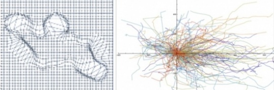 eukaryotic chemotaxis