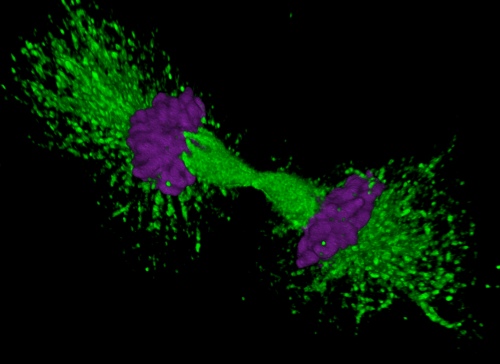   Dividing endothelial cell. Acetylated microtubules in green and DNA/chromatinshown in purple.