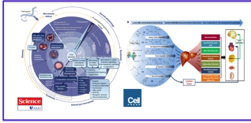 ost-Gut Microbiota Metabolic Interactions