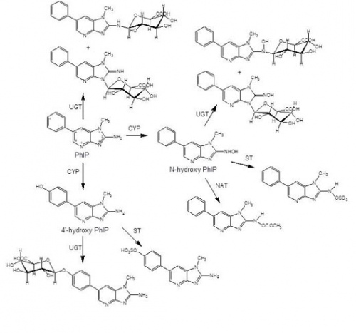 PhIP metabolism