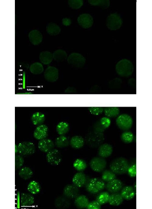 DNA damage and H2AX