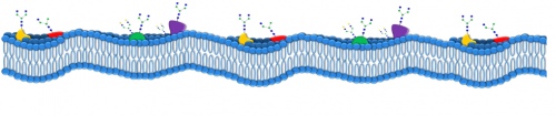 glycans